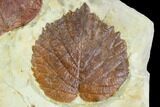 Two Fossil Leaves (Davidia, Beringiaphyllum) - Montana #105150-2